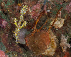 BD-090926-Lembeh-9263963-Solenostomus-paradoxus-(Pallas.-1770)-[Harlequin-ghost-pipefish.-Spökkantnål].jpg